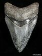 Inch Long Megalodon Tooth #2903-1